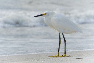 USA, Florida, Close up of a beautiful heron snowy egret bird at madeira beach