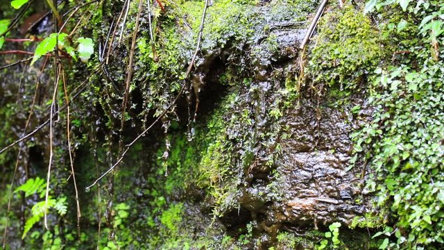 &Aacute;gua da chuva armazenada na floresta.
