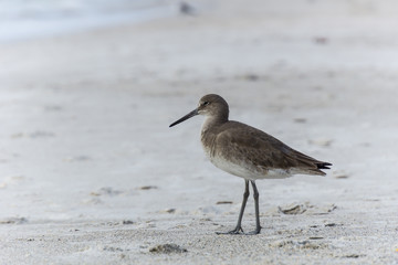 USA, Florida, Close up of a beautiful willet bird with brown feathering at madeira beach