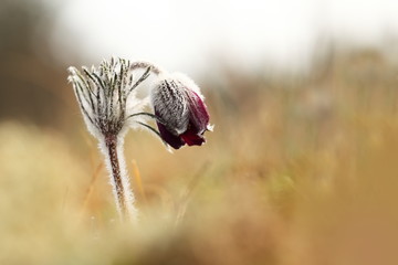 Pulsatilla pratensis. It grows in sunny and bright places. For example, on rocky and grassy slopes. In meadows, steppes, or in light forests. It is a thermophilic species.
