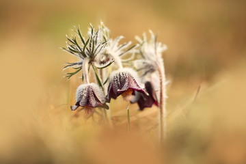 Pulsatilla pratensis. It grows in sunny and bright places. For example, on rocky and grassy slopes. In meadows, steppes, or in light forests. It is a thermophilic species.