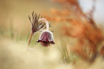 Pulsatilla pratensis. It grows in sunny and bright places. For example, on rocky and grassy slopes. In meadows, steppes, or in light forests. It is a thermophilic species.