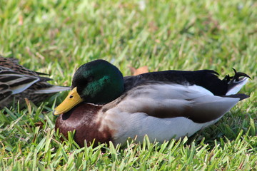 Mallard duck resting in green grass