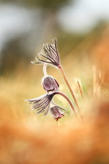 Pulsatilla pratensis. It grows in sunny and bright places. For example, on rocky and grassy slopes. In meadows, steppes, or in light forests. It is a thermophilic species.