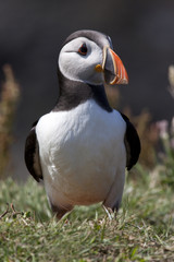 Puffin on the island of Lunga - Scotland
