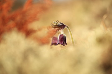 Pulsatilla pratensis. It grows in sunny and bright places. For example, on rocky and grassy slopes. In meadows, steppes, or in light forests. It is a thermophilic species.