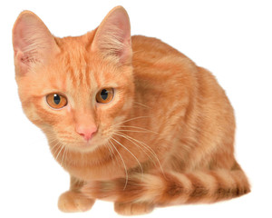 Orange kitten lay