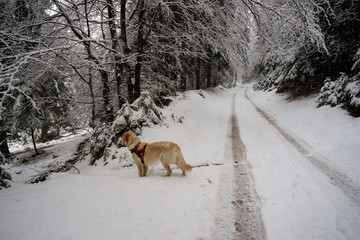 golden retriever sulla neve