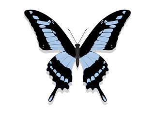 butterfly with black wings, blue patterns