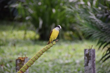 Great Kiskadee, Arenal, Costa Rica