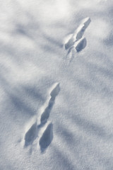Funny Snow Tracks in the Eifel, Germany