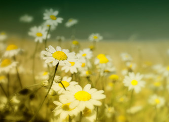 wild Summer wildflowers