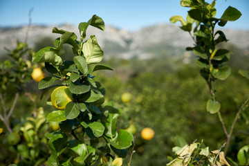 Albero di limone, particolare