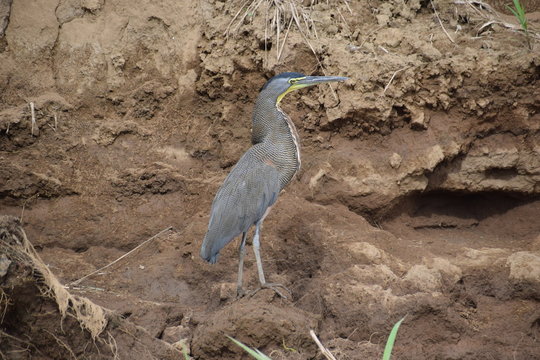 Tiger Heron, Rio Tarcoles, Costa Rica