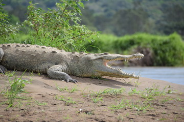 American Crocodile, Rio Tarcoles, Costa Rica