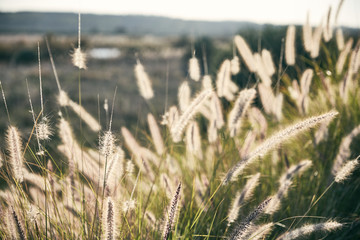 Fototapeta premium Canne con fiori secchi a margine di fiume