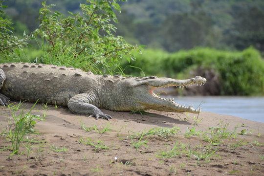 American Crocodile, Rio Tarcoles, Costa Rica