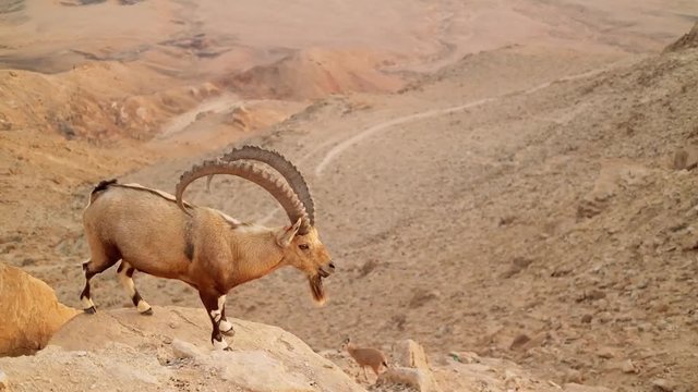 wild mountain goat in the desert