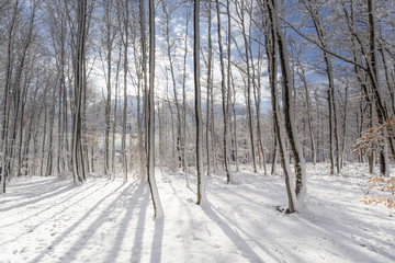 Naklejka premium Beautiful winter forest tree sun snow landscape hiking in mountains