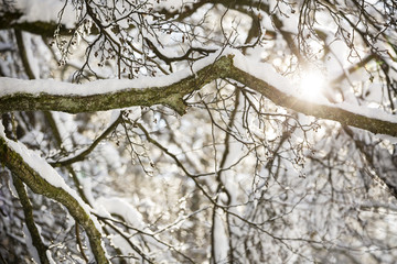 Snow Covered Trees And Sun