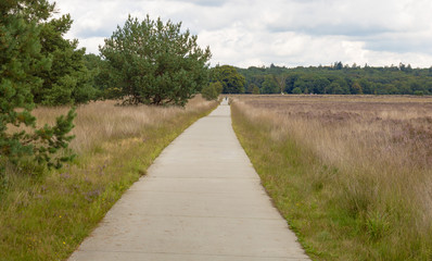 Fototapeta na wymiar A concrete bicycle way leading thorugh the heathland in the hoge veluwe in holland. Beautiful place to relax and enjoy a biking tour in wild nature.