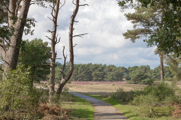 A bicycle way leading into a forest area in the hoge veluwe, a heathland in the netherlands. Beautiful place to relax and enjoy fresh air.