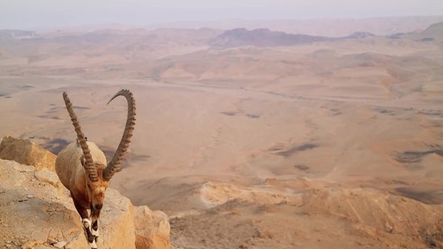 wild mountain goat in the desert. Slow motion