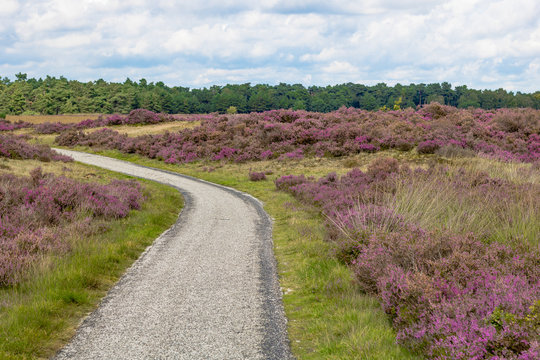 Bicycle war through the heathland of the hoge veluwe, near arnheim in the netherlands. natural reserve with beautiful landscape and lots of quiet relaxation places.