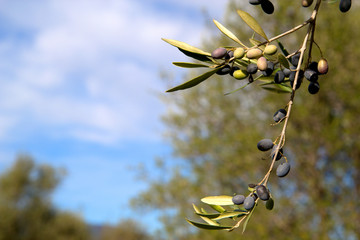 Close up olives on the branch of olive tree