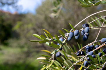 Close up olives on the branch of olive tree