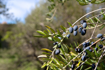 Close up olives on the branch of olive tree