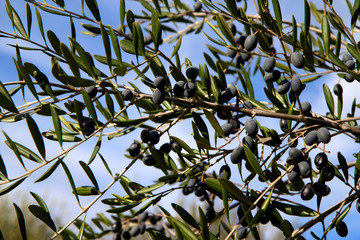 Close up olives on the branch of olive tree