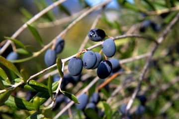Close up olives on the branch of olive tree