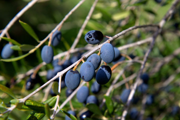 Close up olives on the branch of olive tree