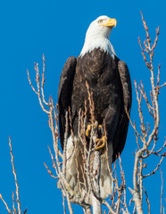 Bald Eagles