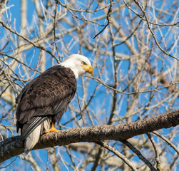 Bald Eagles