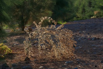 Sunbeams between trees illuminate scrubby