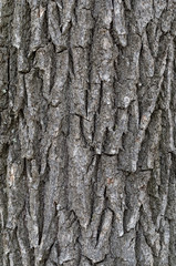 Wooden texture. Bark of tree. Background