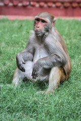 Monkey in Agra