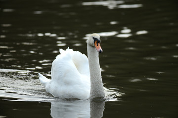 Schwäne am Wasser