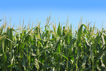 Growing corn crop in rural farm field with blue summer sky in the background