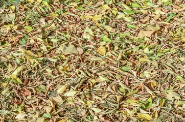 closeup autumn dry leaves Texture for background.