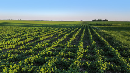 Soybean crop growing in a rural farmland