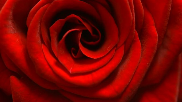 Valentine's Day. Red rose closeup background. Symbol of love. Rotation 360 degrees. 4K UHD video 3840x2160