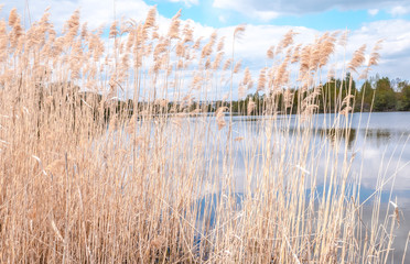 bushes near the river Background