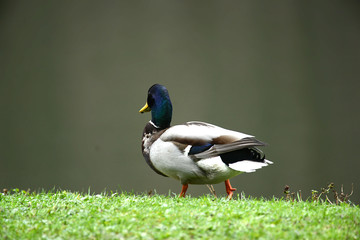 Enten und Wildgänse am Wasser