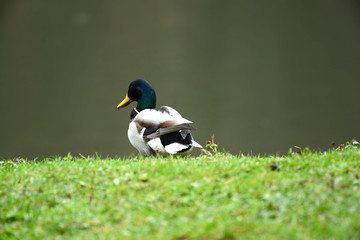 Enten und Wildgänse am Wasser