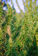 Cannabis field