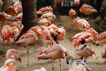 Flamingos