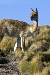 Vicuna in the scrubland of the Atacama Desert -Chile
